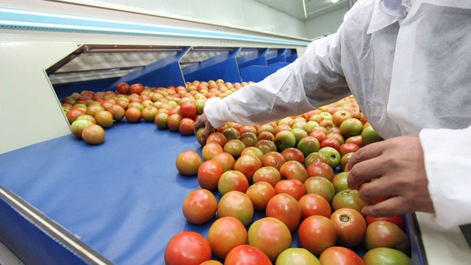 Skill development training on post-harvest technologies for fruits and vegetables