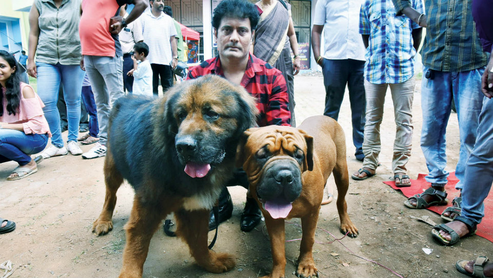 Bow, Wow. Show Dogs worth Rs. 1 crore, Rs. 10 crore in Mysuru