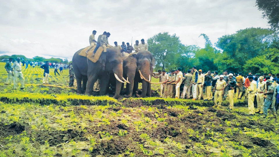 Abhimanyu team locks radio-collared tusker from TN