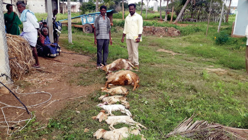 Leopard kills 10 sheep in Nagamangala taluk