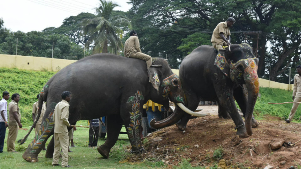Dasara elephants set to return to forest camps