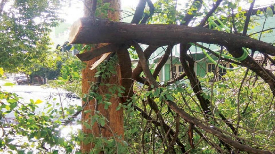 Miscreants steal sandalwood tree in Ramakrishnanagar