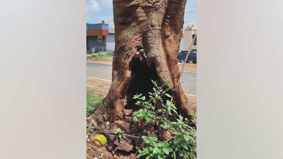 Urge to remove weak tree at Kalyangiri