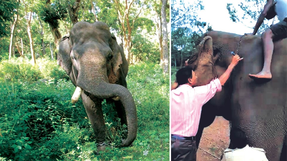 Dasara jumbo Gajendra injured in wild elephant attack