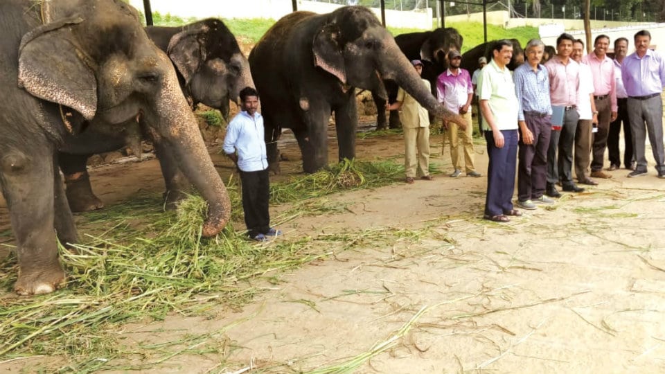 Health check-up for Palace elephants