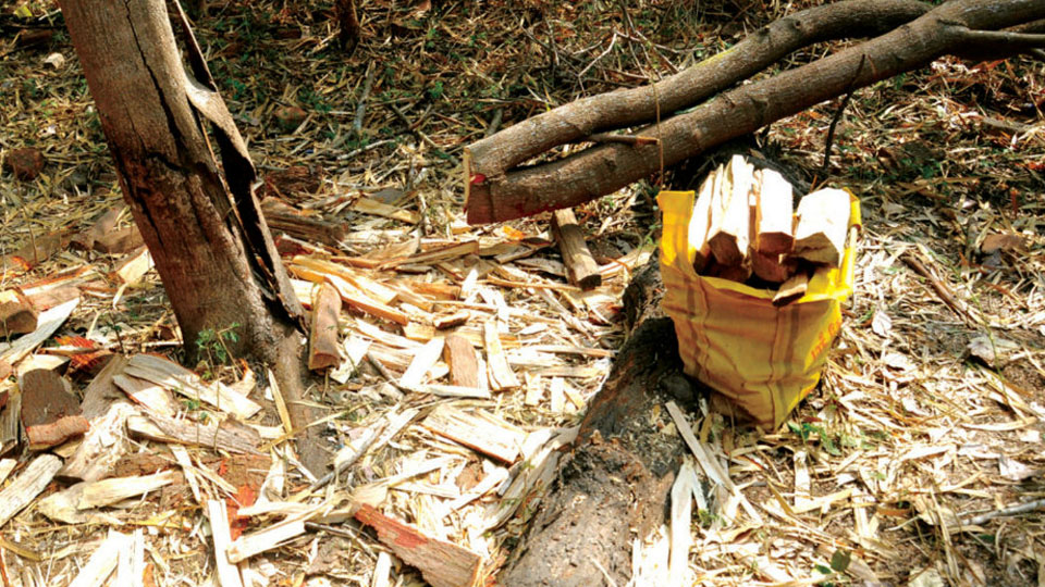 Four sandalwood trees stolen