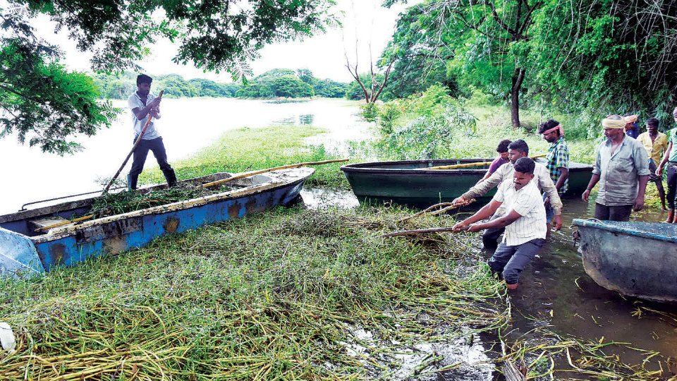 Invasive, intertwined weeds cleared from Karanji Lake