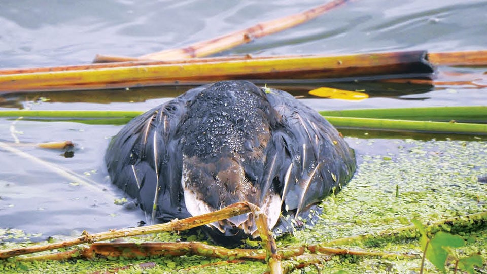 Over 15 migratory birds found dead at Lingambudhi Lake