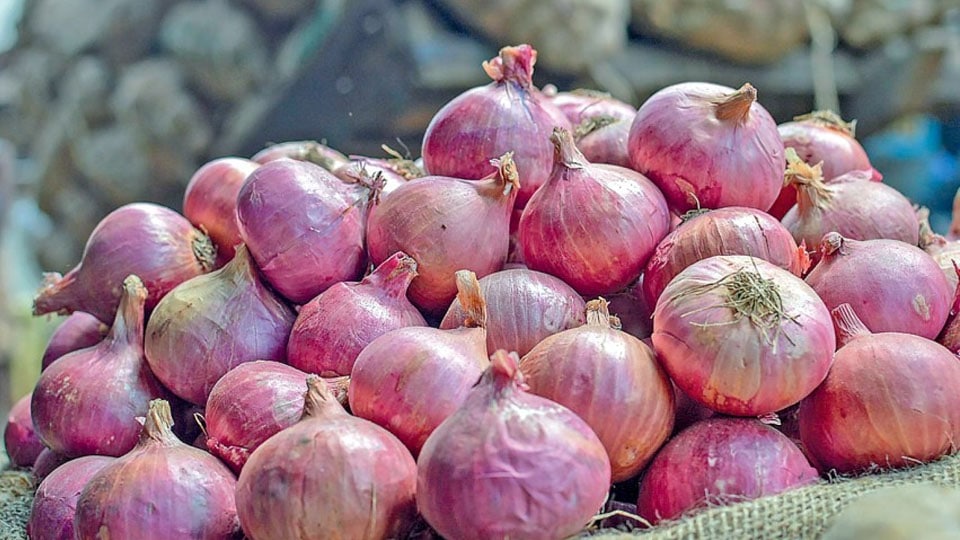 Onion becomes tearfully dearer at Rs.100 a kg