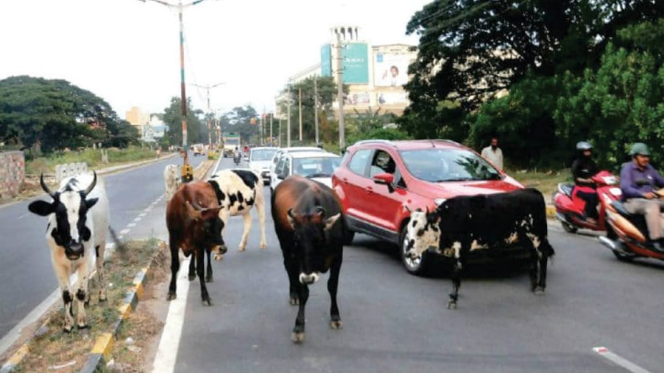 MCC issues ultimatum to cattle owners