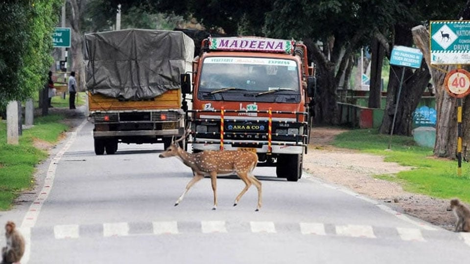 Centre suggests alternative routes bypassing Bandipur