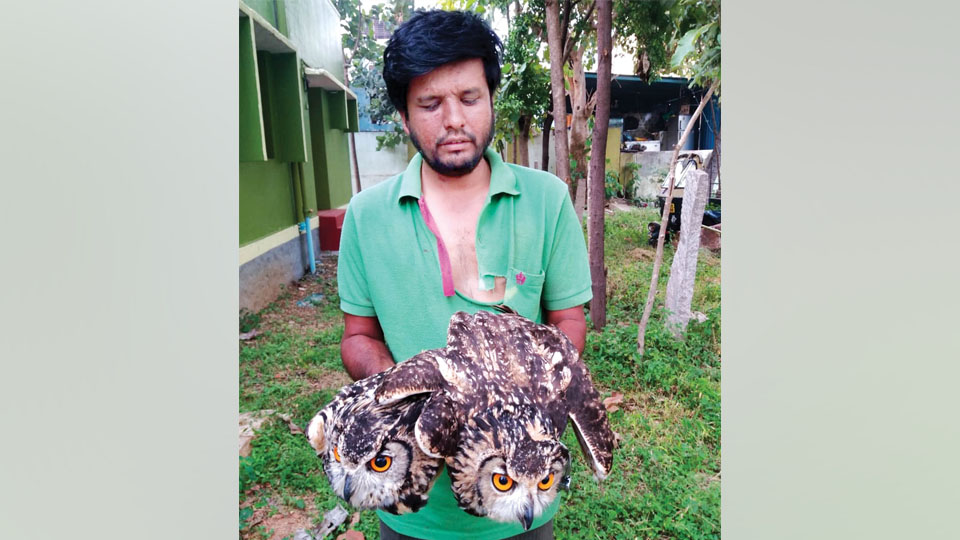 Two Indian owls rescued, accused arrested