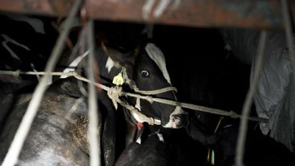 Illegal transportation of cattle: Three arrested; 12 cows, seven calves rescued