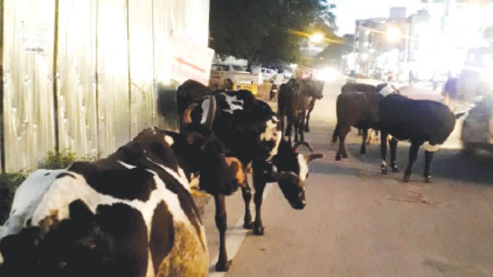 Stray cattle causing problems on busy Zoo Road