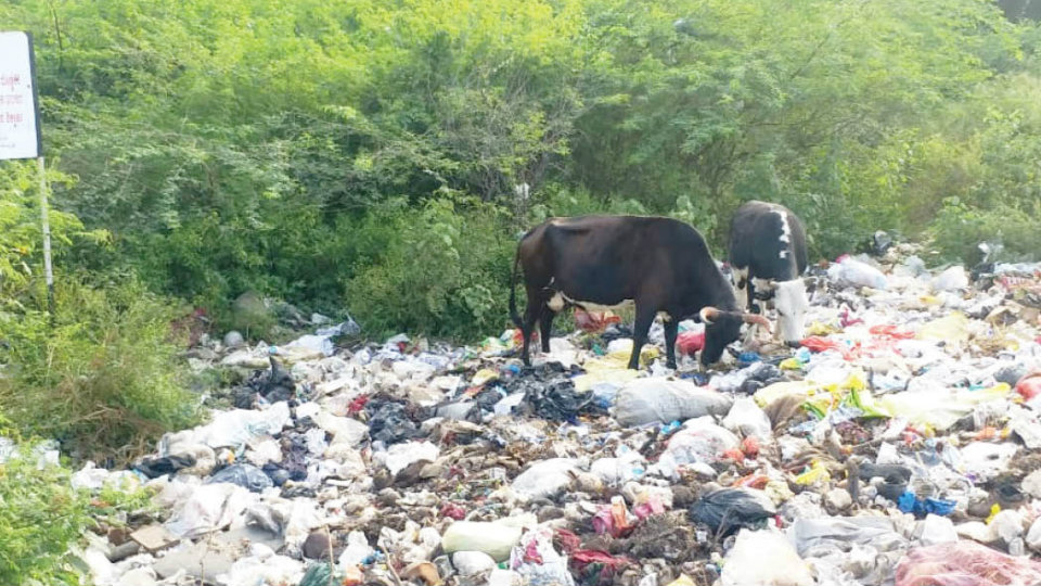 Plastic waste dumped on MG Road must be cleared