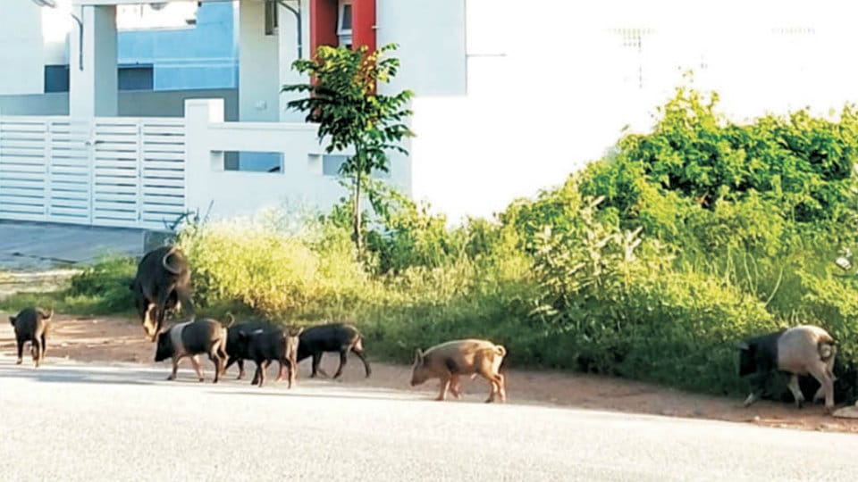 Pig menace on the rise in Sathagalli