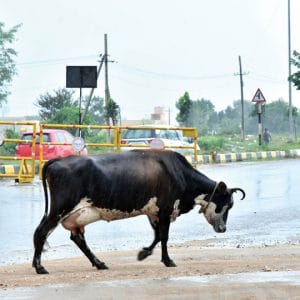 Stray cattle on Ring Road