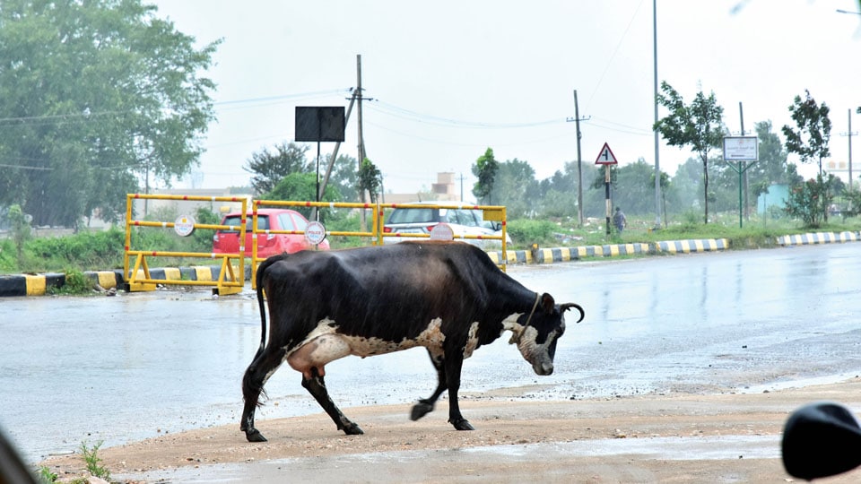 Stray cattle on Ring Road