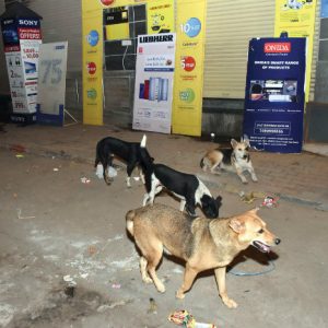 What is true love for our stray dogs?