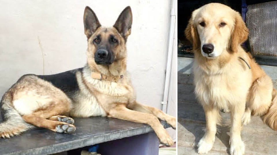 Dognapping ! :Illegal canine trading on the rise in Mysuru