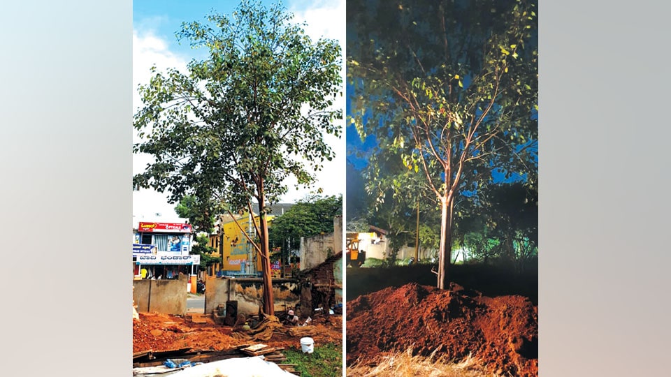 Peepal tree translocated from  Agrahara to RIE campus