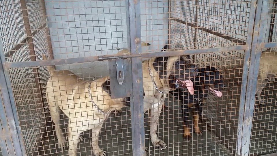 Some kennels are abetting illegal dog trade, says Canine Club President
