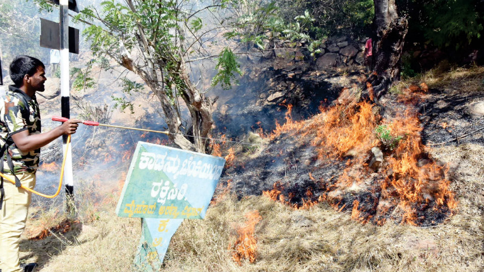 Forest Department creates fire line atop Chamundi Hill