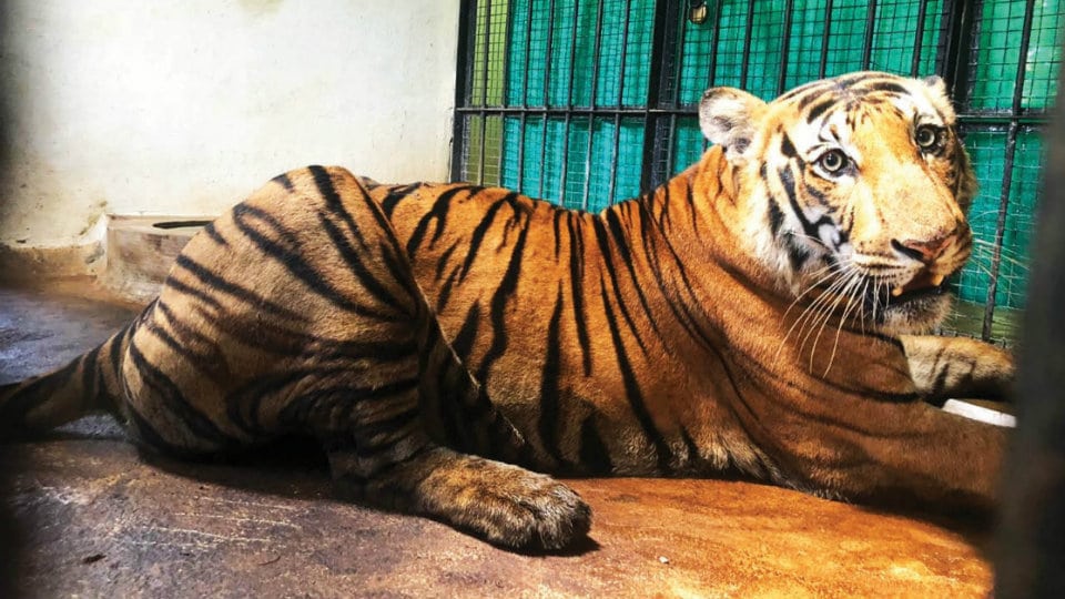 Captured tiger to be used for breeding