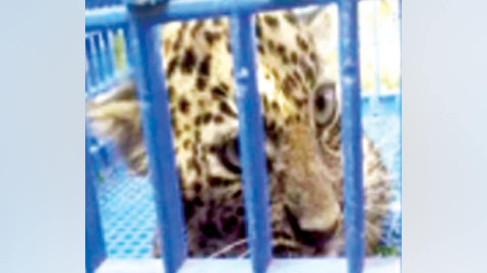 Leopard cub trapped near city