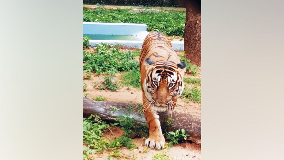 ‘Rahul’ 8-year-old Tiger at Mysuru Zoo adopted