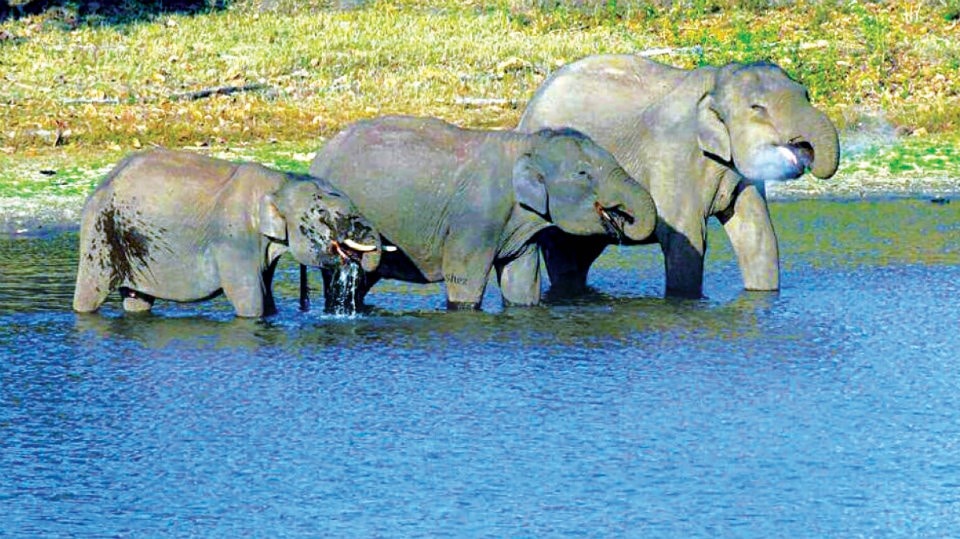 Nagarahole National Park receives 2,000 mm rainfall