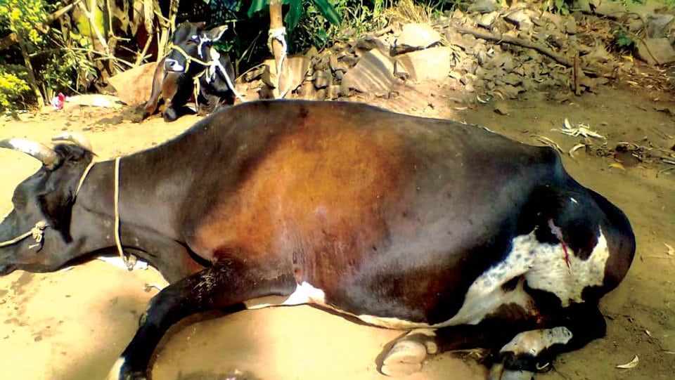 Wild elephant injures cow at Veeranahosahalli