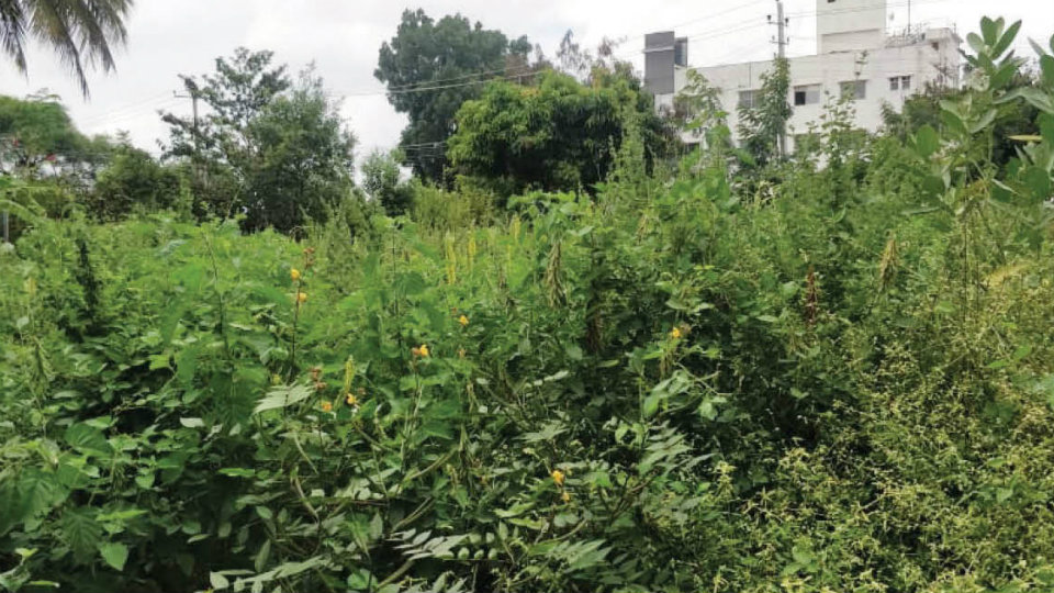 Overgrown weeds – a problem in Vijayanagar 1st Stage