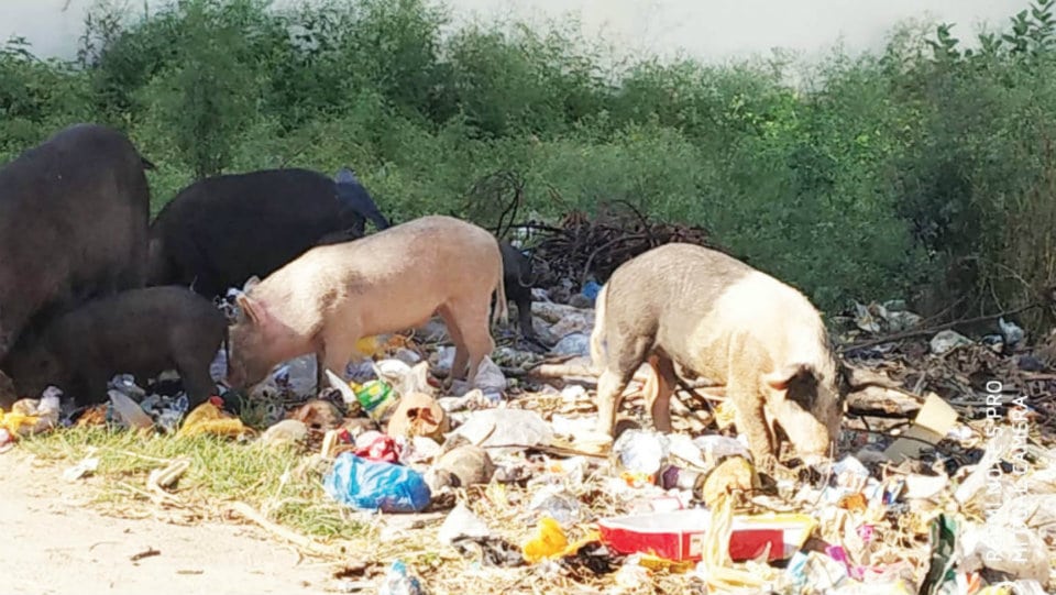 Menace of pigs at Rajivnagar 2nd Stage