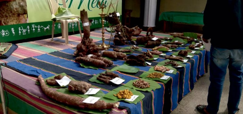 500-plus varieties of roots and tubers on display
