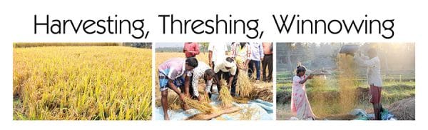 harvesting-class-8-threshing-class-8-winnowing-class-8-darshan