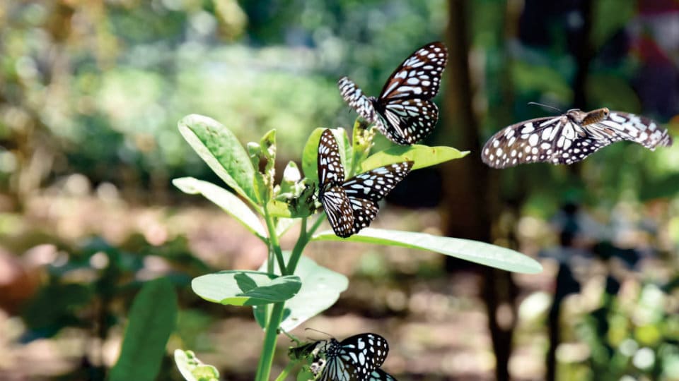 Mysuru Zoo to host special lecture on Birds and Butterflies on Jan. 26