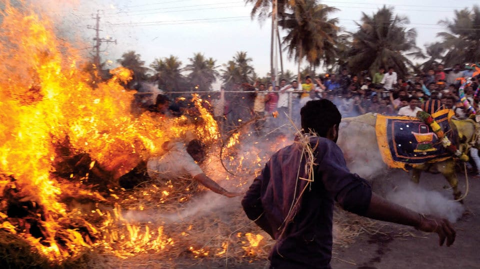 Sankranti ‘Kicchu Hayisuvudu’: Man succumbs to burns at hospital