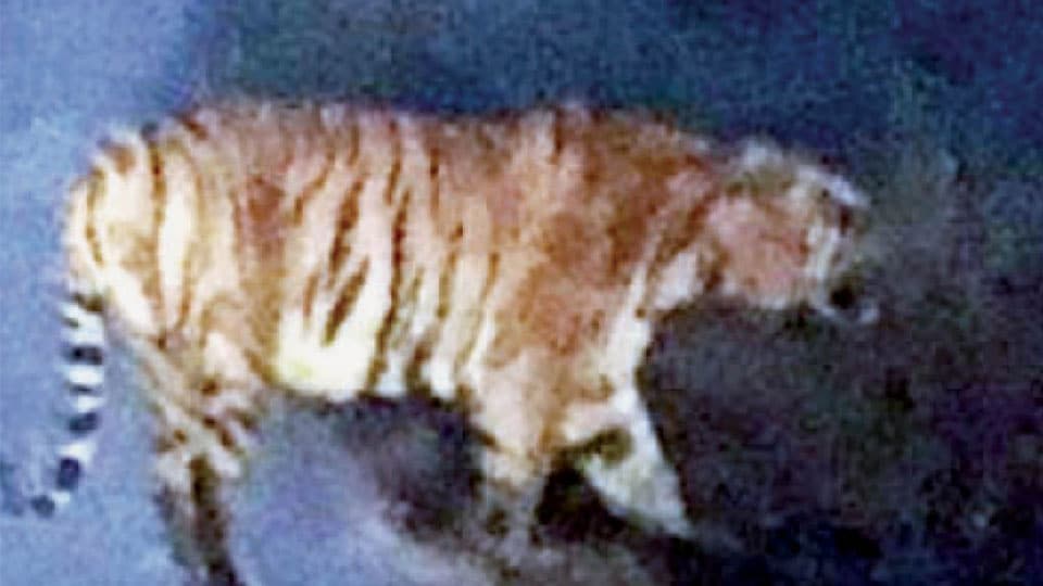 Tiger spotted in Kodagu on Karmad-Balele Road