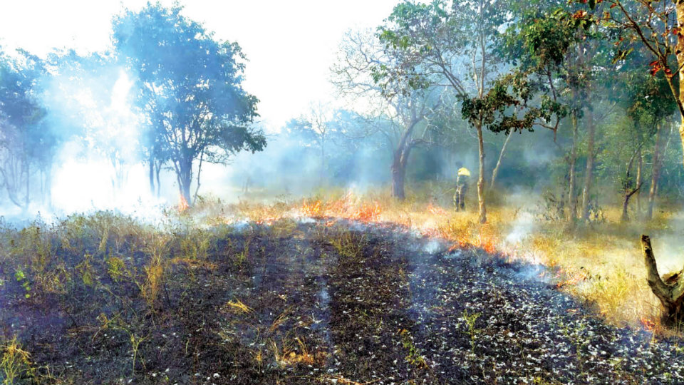 Bandipur Forest staff ready to prevent forest fires