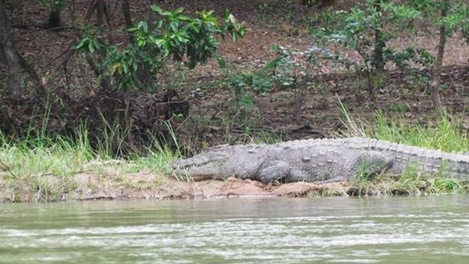 Huge croc spotted in Sewage Farm