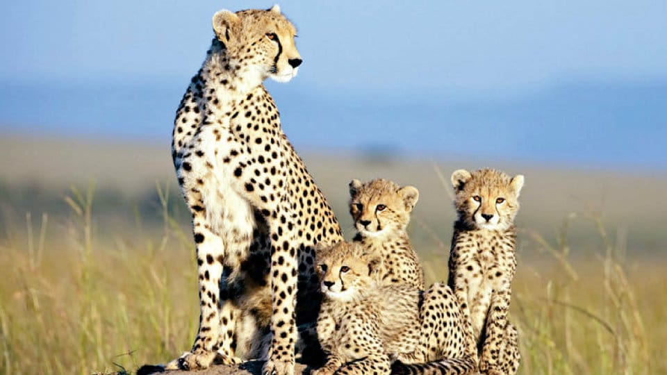 Introduction of African Cheetah in India: SC clears project
