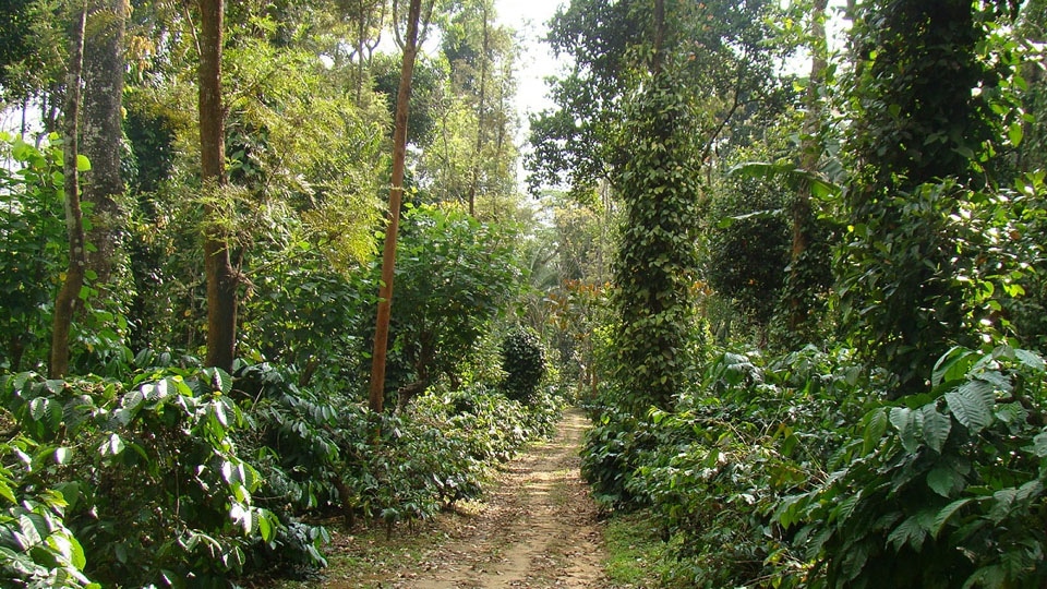 Elephant attacks coffee estate workers at Pollibetta