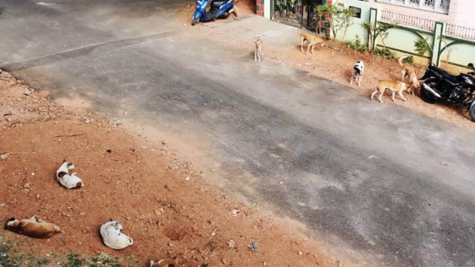 Plea to control stray dog menace at Siddarthanagar
