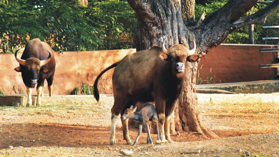 Indian Gaur gives birth to healthy calf at Mysuru Zoo