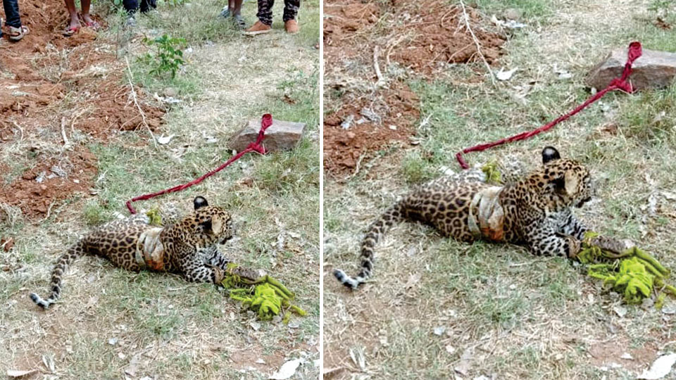 Farmers catch leopard cub in maize plantation