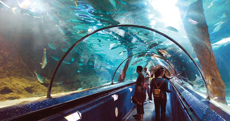 Dream of City Zoo Aquarium Revived - Star of Mysore