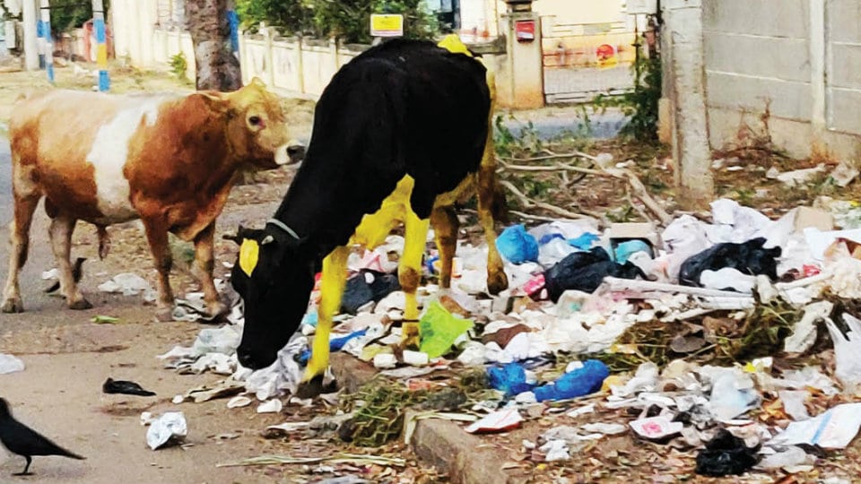 Plea to clear garbage dumped next to Ramakrishna Ashram