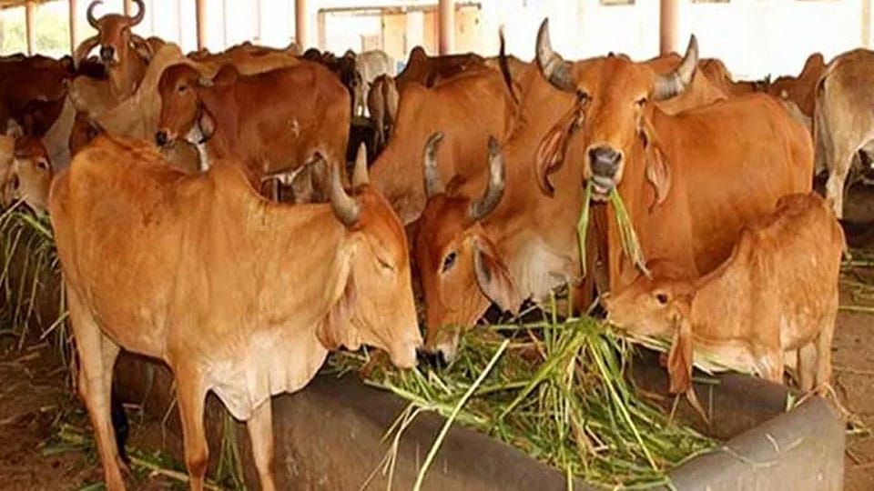 Govt. sends Ordinance on  Anti-Cow  Slaughter Bill to Governor for assent