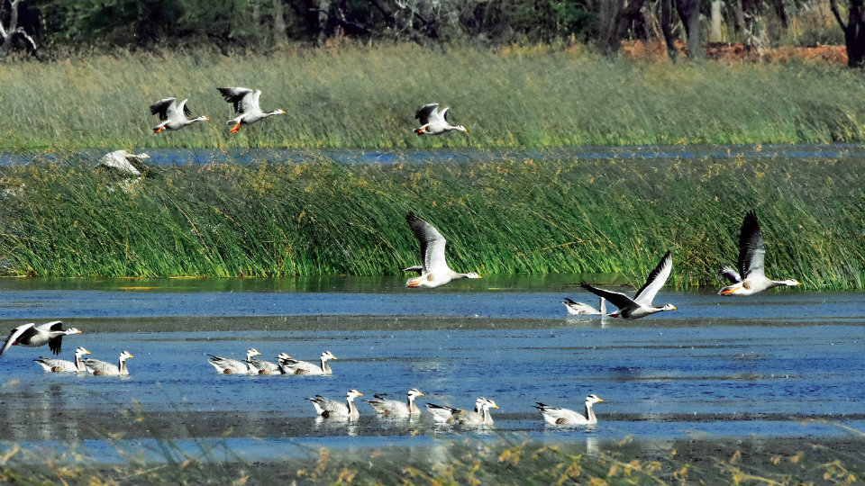 Migratory bird census from Jan. 12 to 14